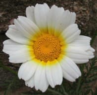 Цветок Chrysanthemum coronarium